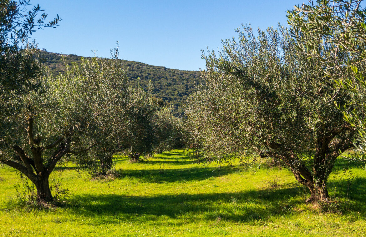 Adopt an Olive Tree and be a Part of the HORRAON Olive Grove Community