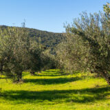 HORRAON Olive Grove - Adopt an Olive Tree
