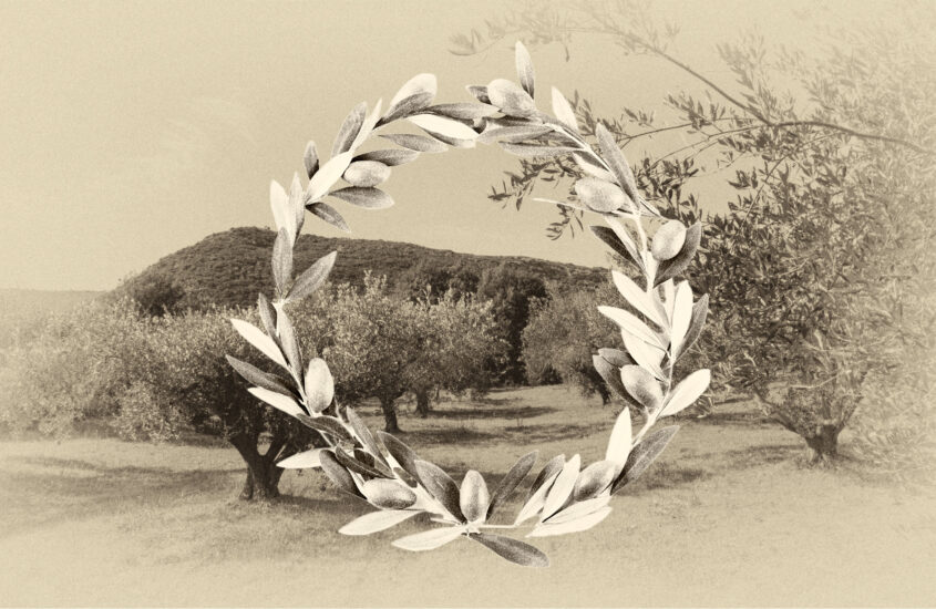 Tying the Knot at Horraon Olive Grove! A Journey Through Time and Nature!