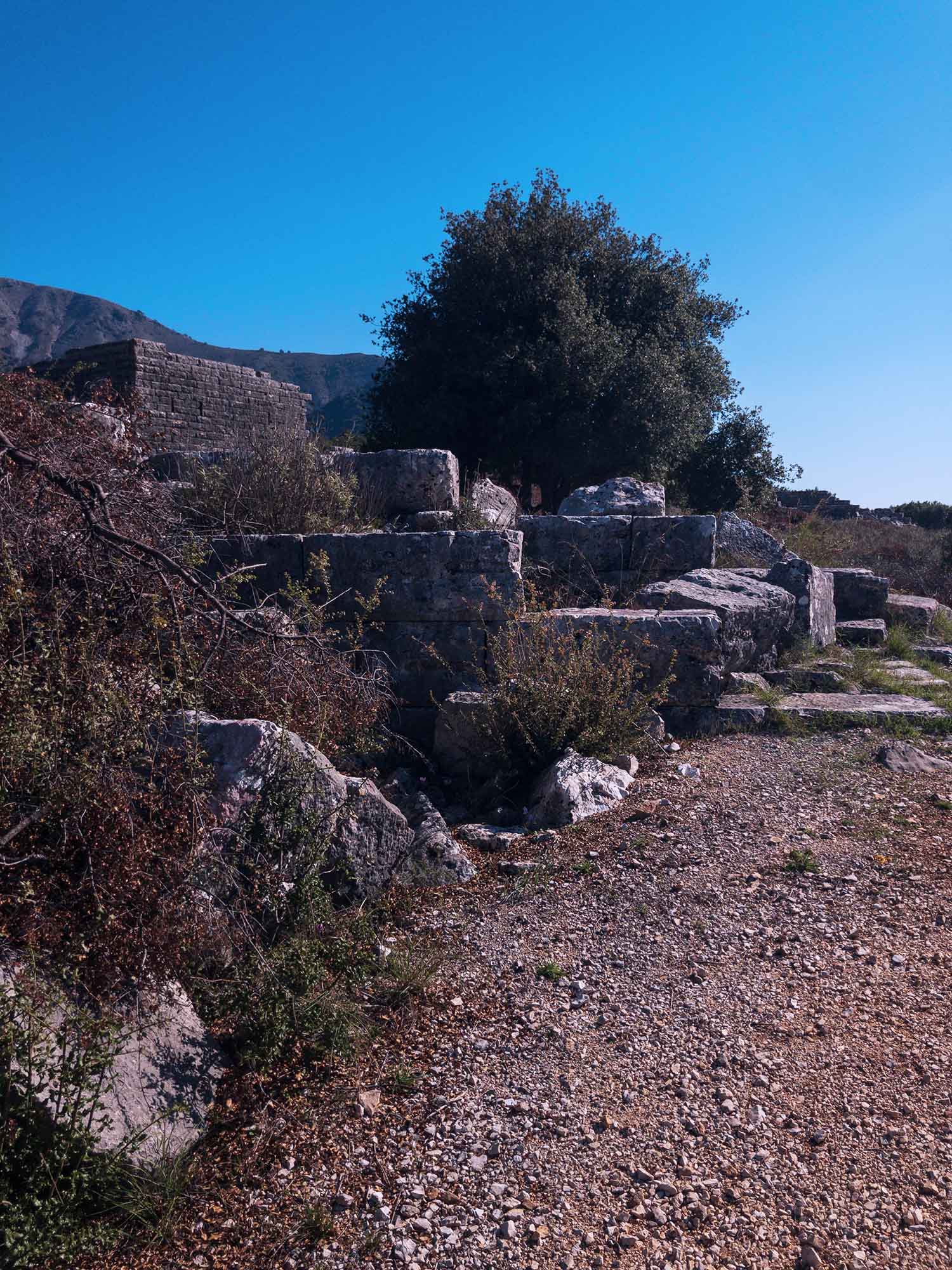 A Journey Through Time: Ancient Olive Traditions