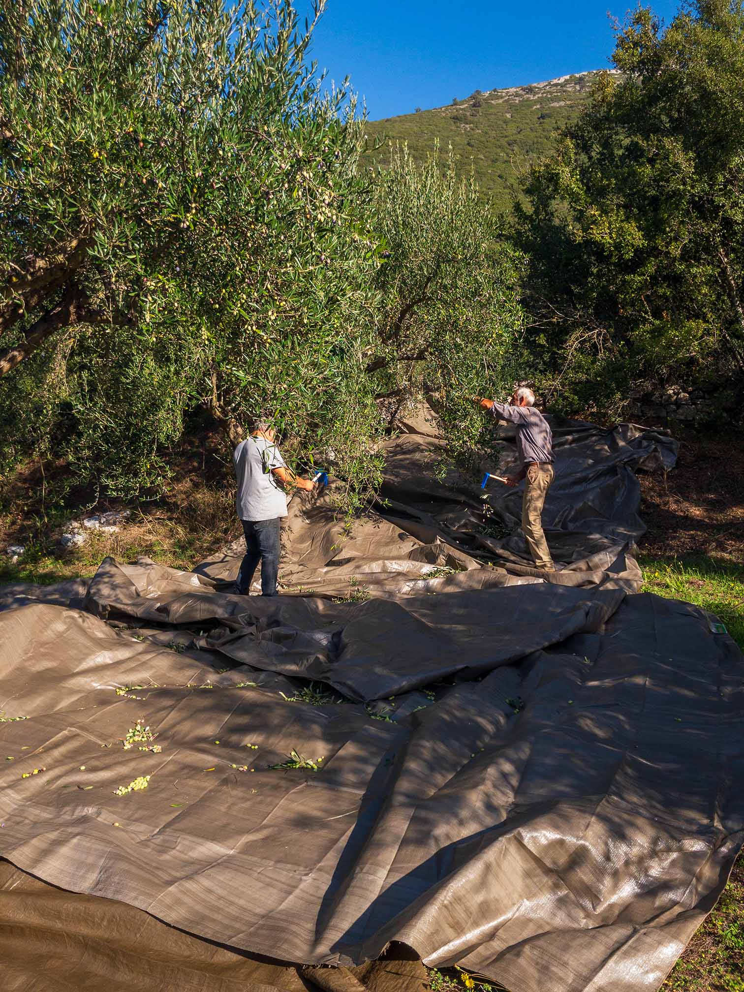 HORRAON - The Art of Handpicking Olives