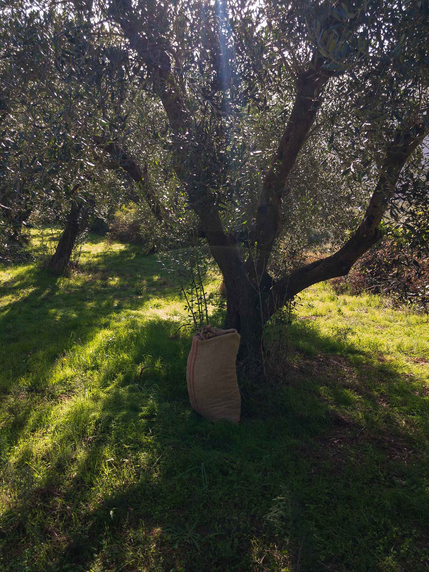 In the Footsteps of Legends: Celebrating Greek Olive Farming