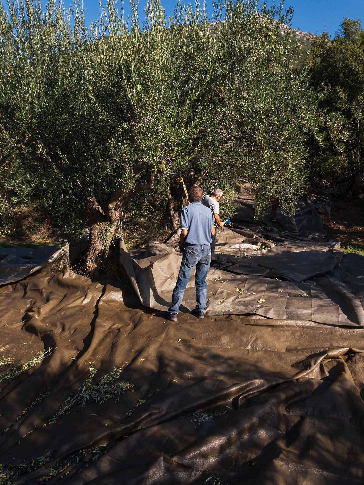 Legends of the Sacred Grove- The Proud Greek Workers and their Reverence for Nature's Liquid Gold