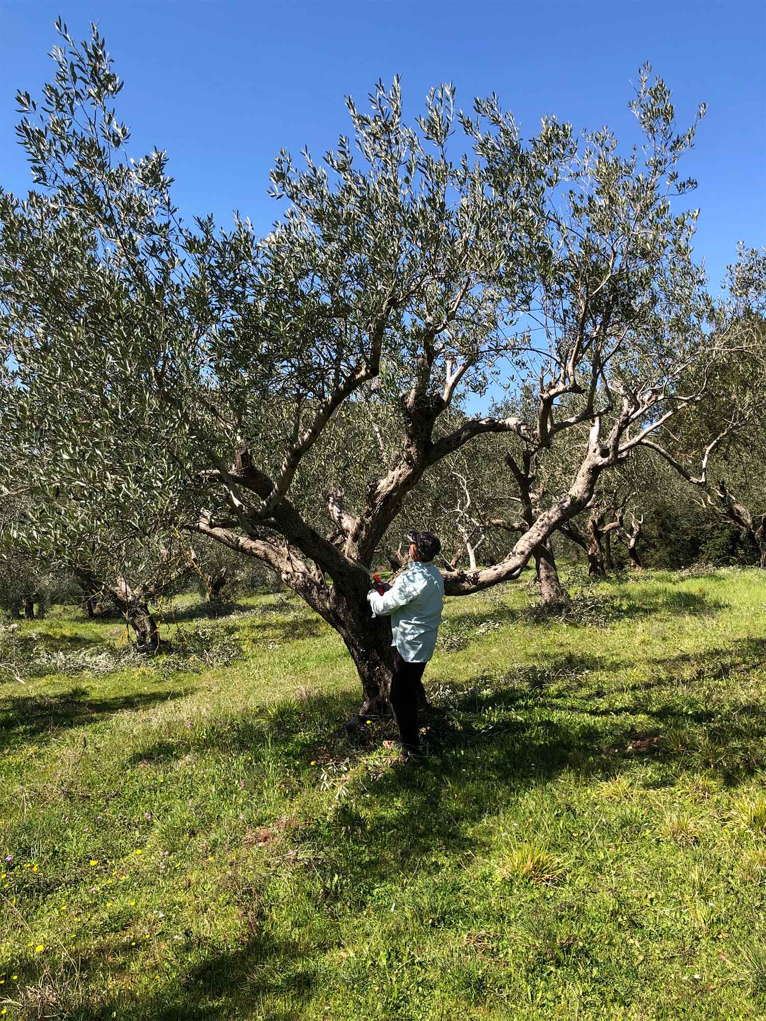 Legends of the Sacred Grove: The Proud Greek Workers and their Reverence for Nature's Liquid Gold