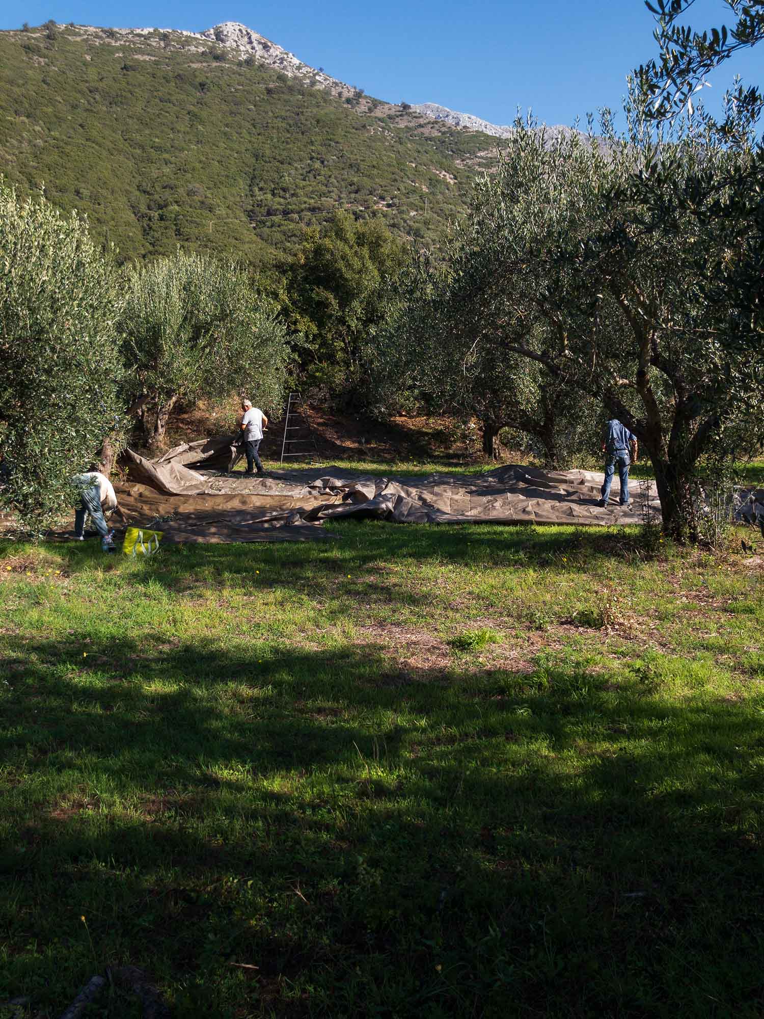 The Art of Olive Harvesting